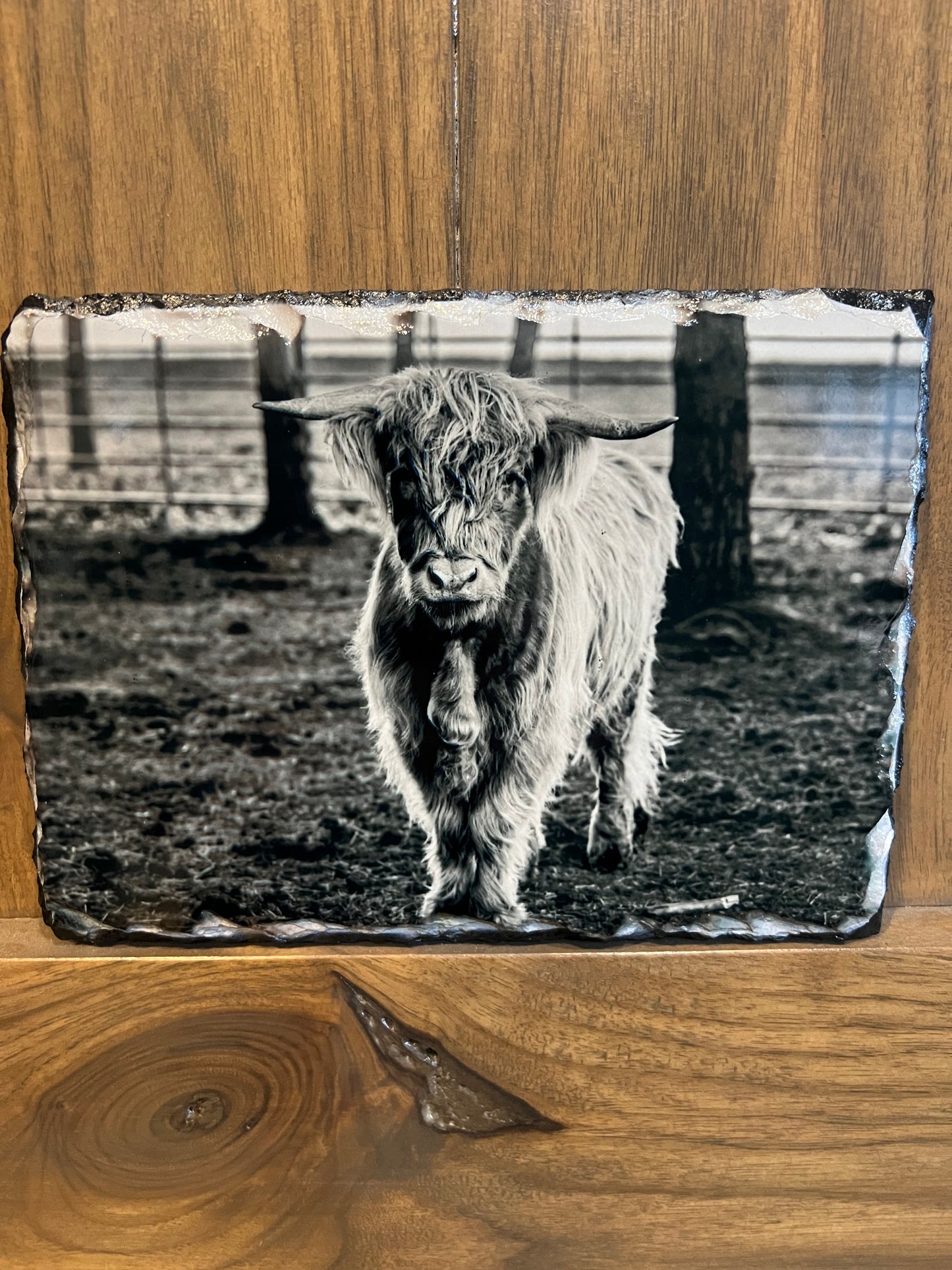 Highland Cow Black & White Slate Photo – 5x7