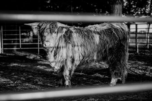 Loretta in Black and White" - 18x24" Canvas Art