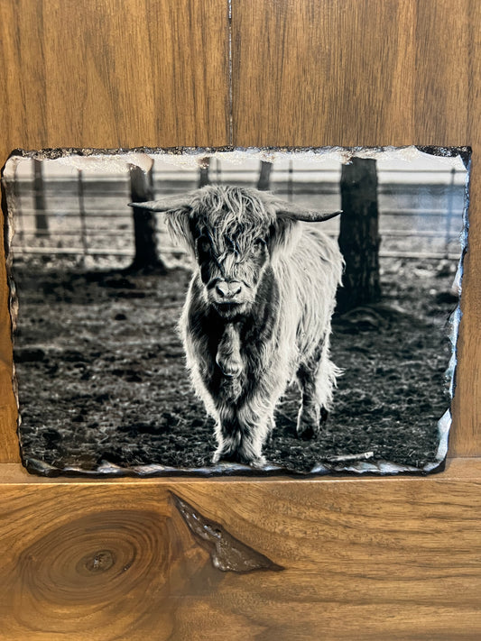 Highland Cow Black & White Slate Photo – 5x7